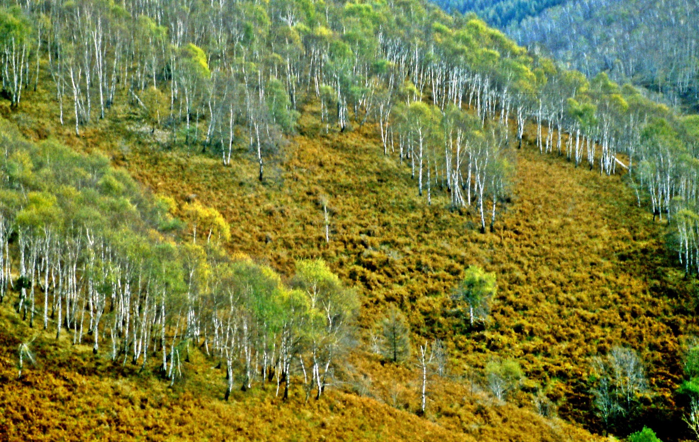 417 - si destan le fronde - CO Valle Albano