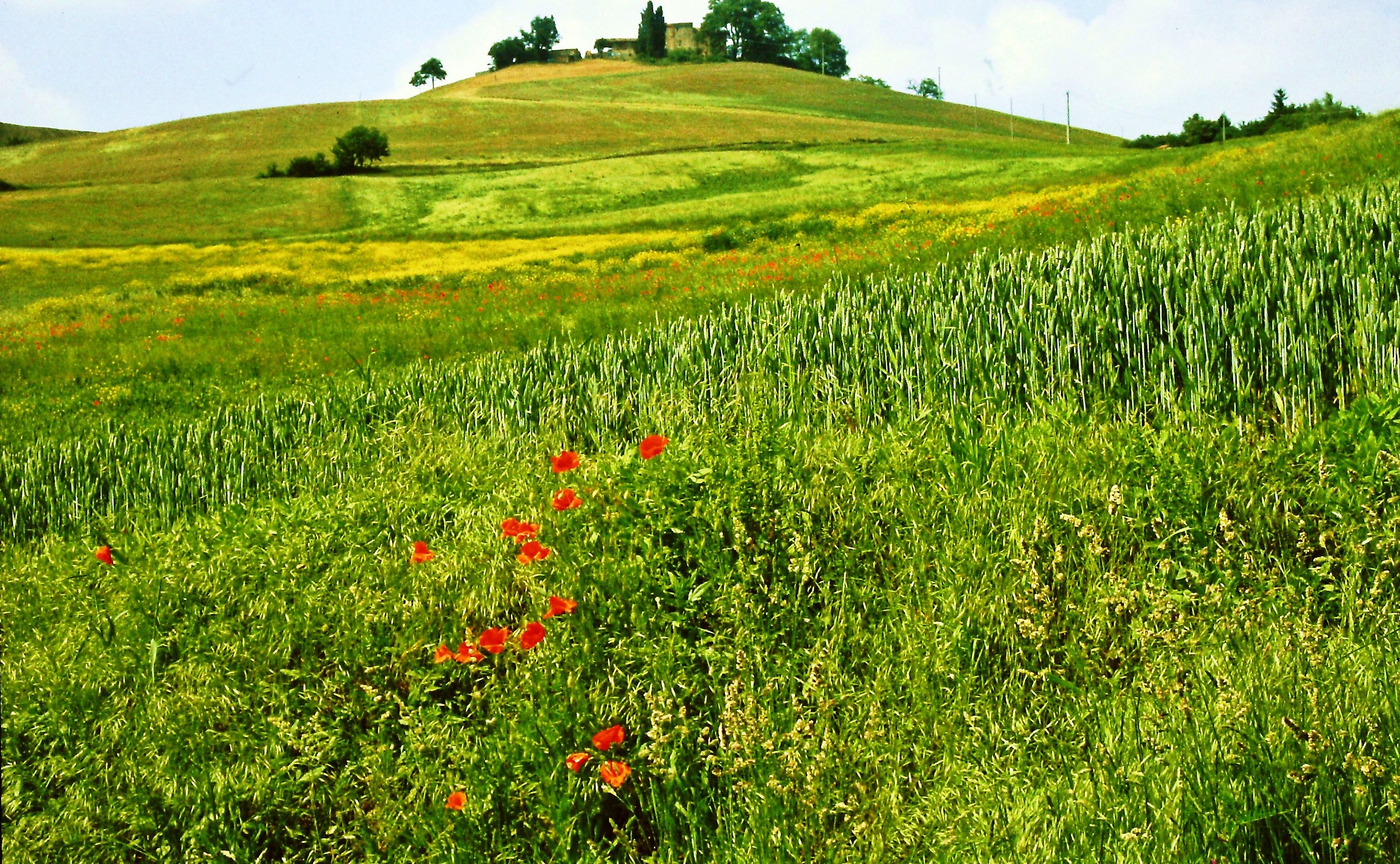 429 - il dosso opimo - PC Val Tidone