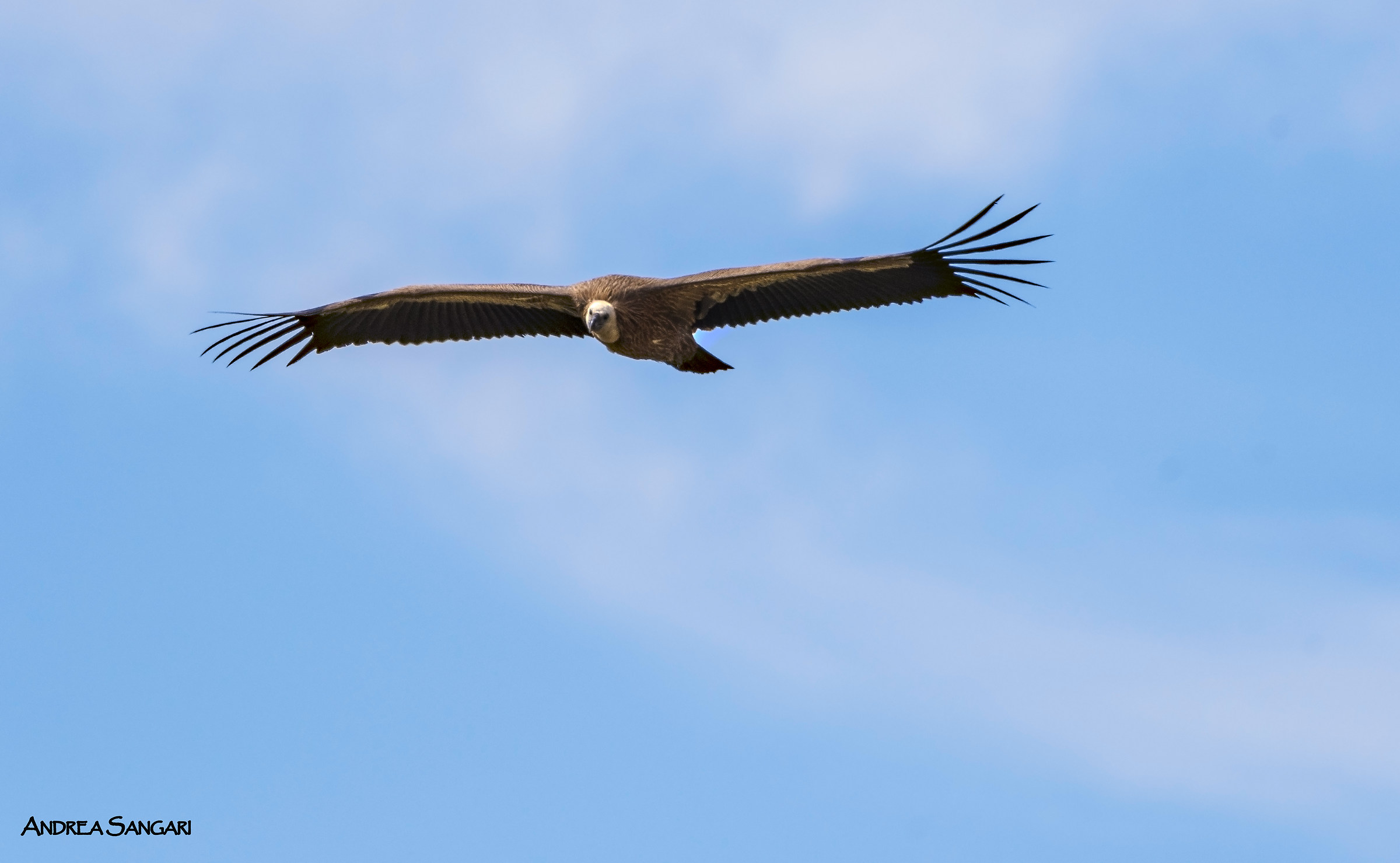 Faccia a faccia col grifone