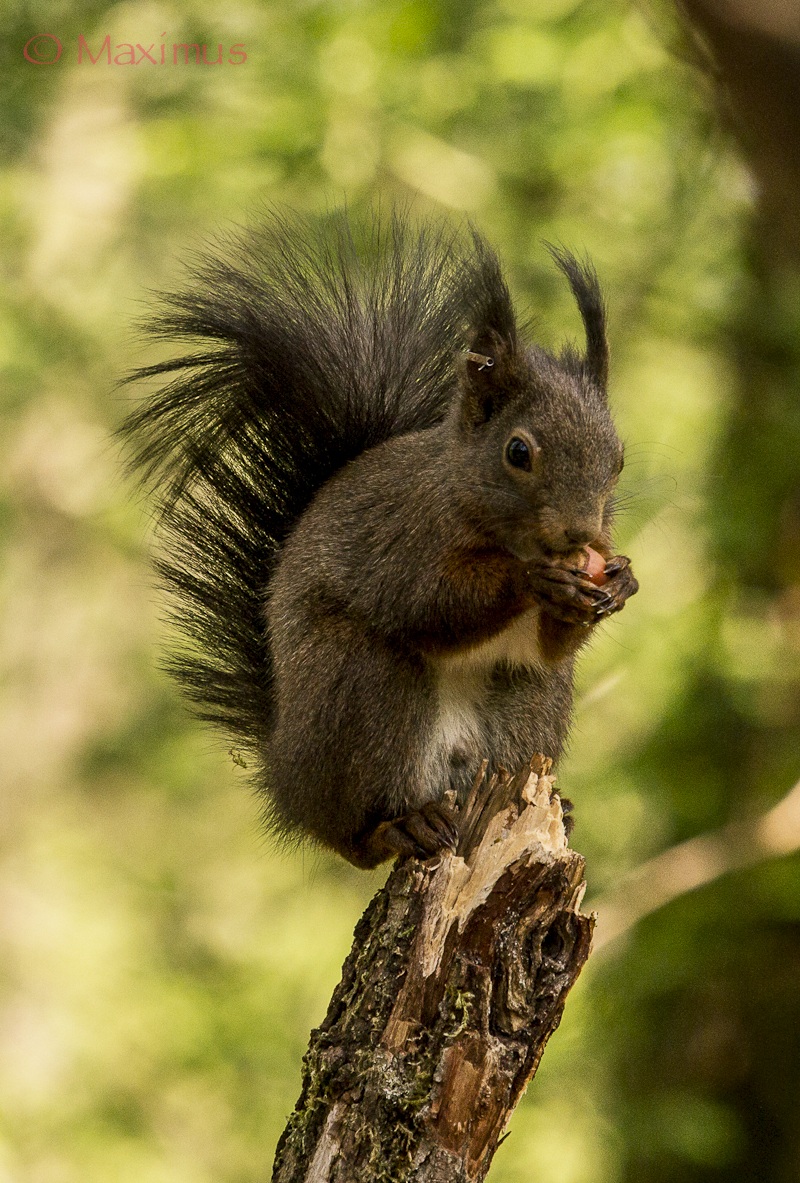 .. lo scoiattolo acrobata...