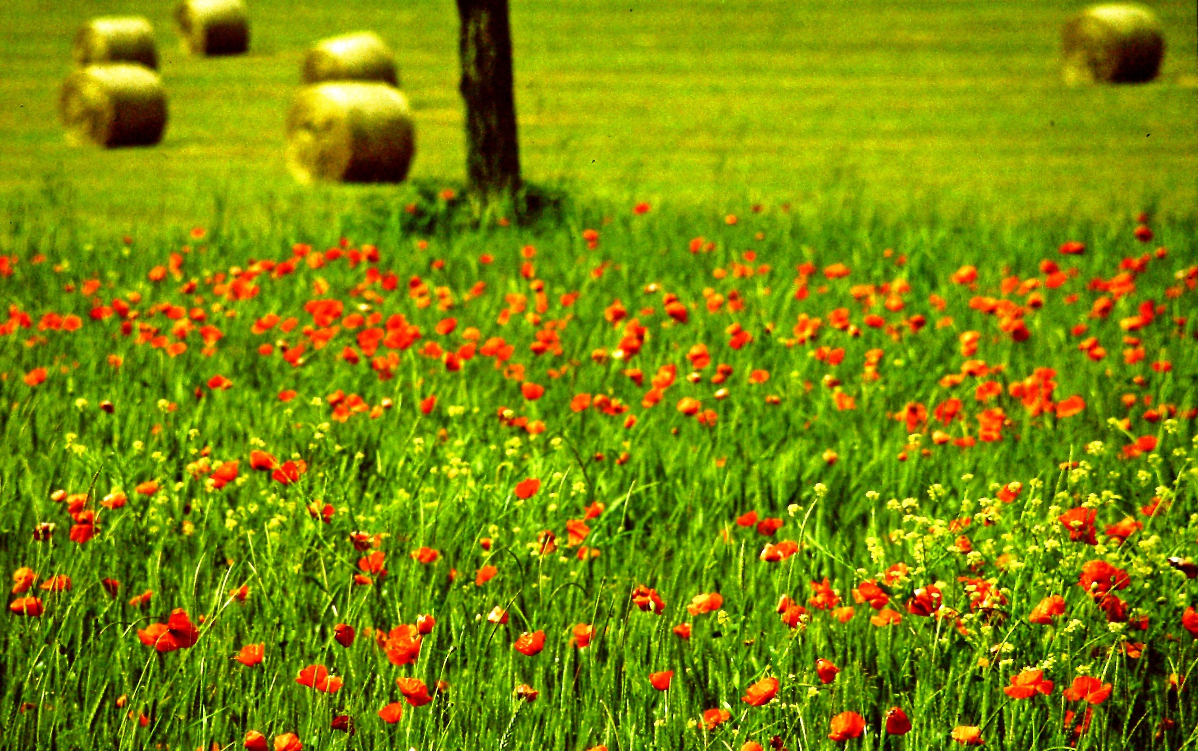 421 - il prato in attesa del proprio destino - PC Val T