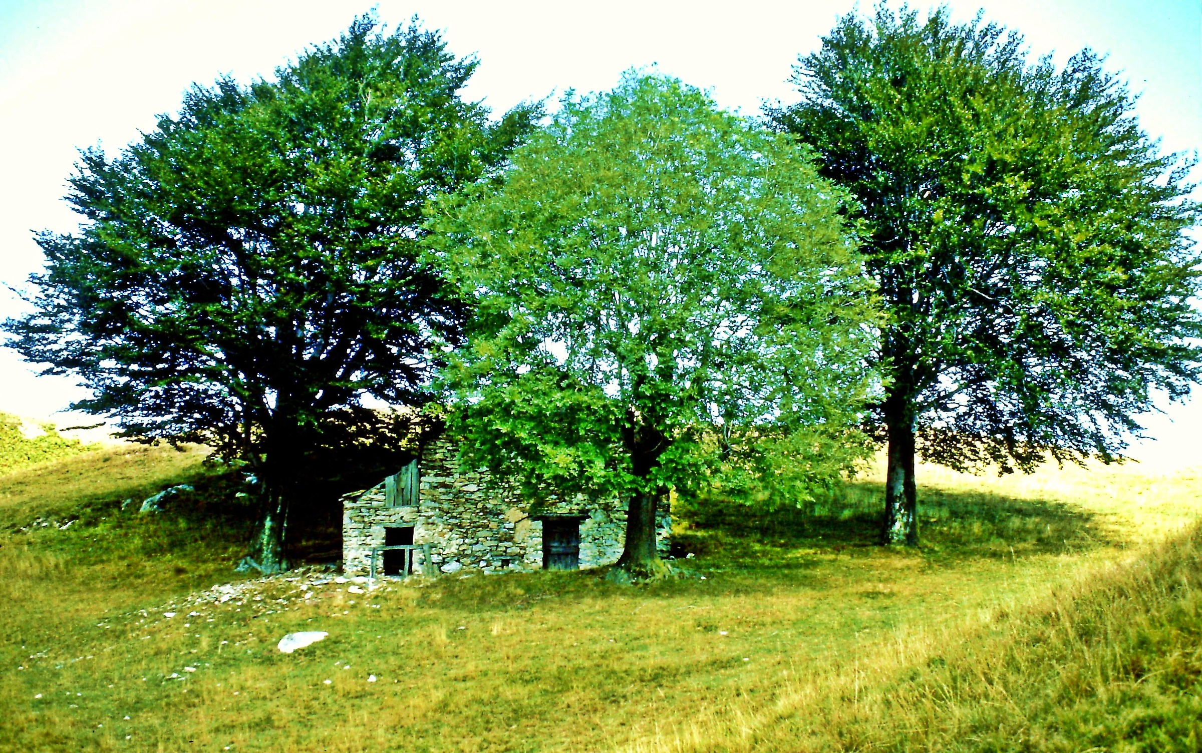 423 - il più ombroso egli assedi - CO Valle Albano