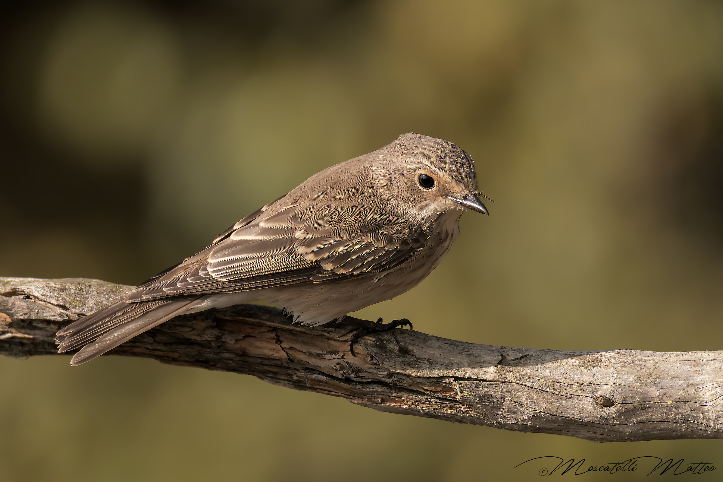 Flycatcher