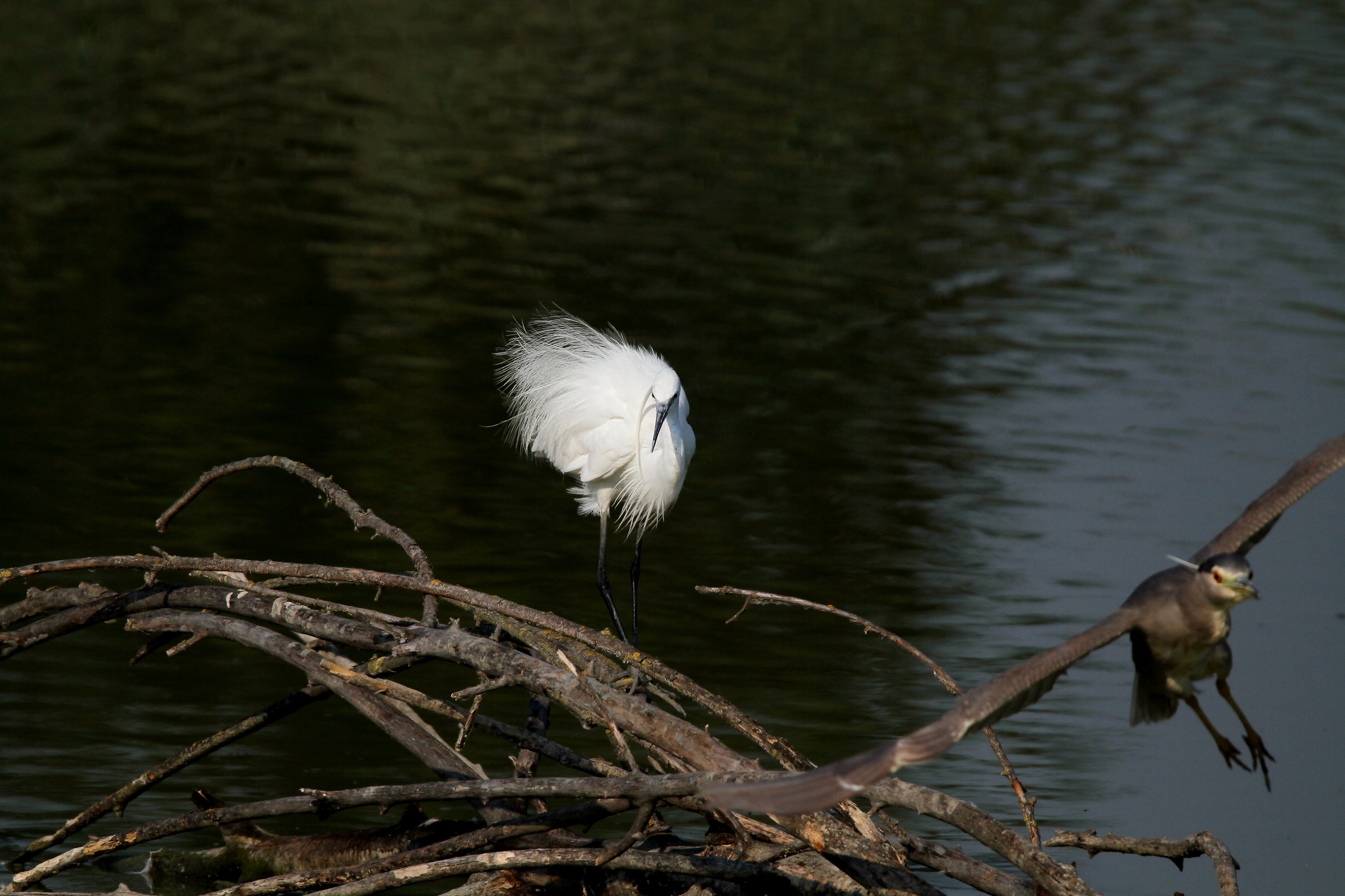 Egret