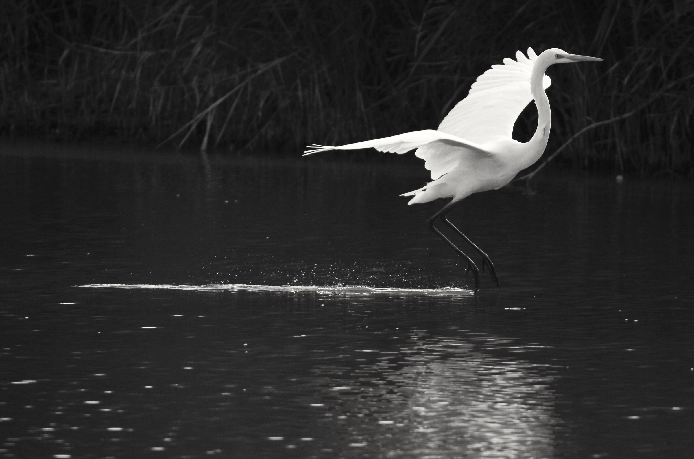 White Heron