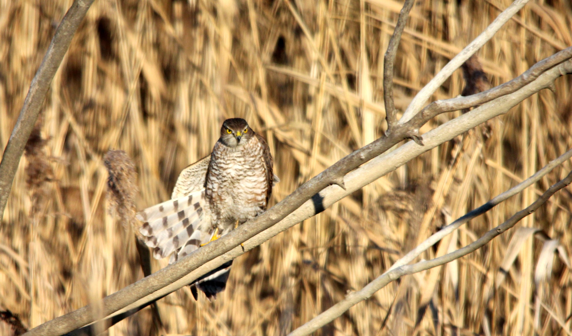 sparrowhawk