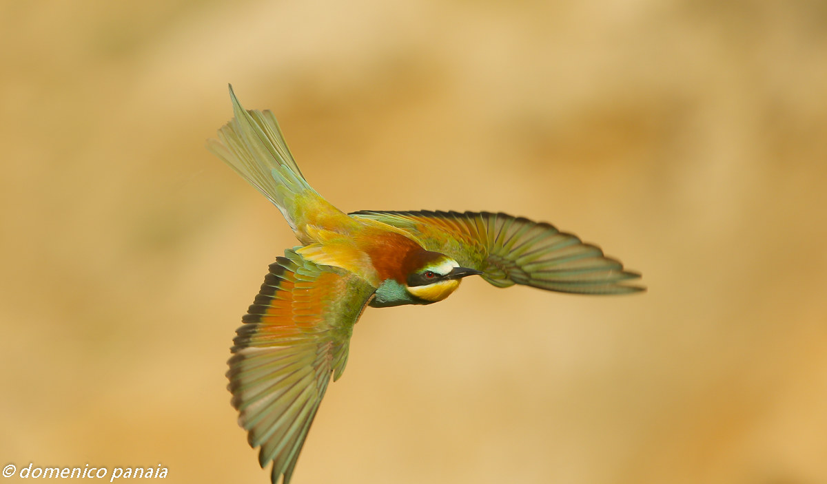 ufo robot..ufo robot