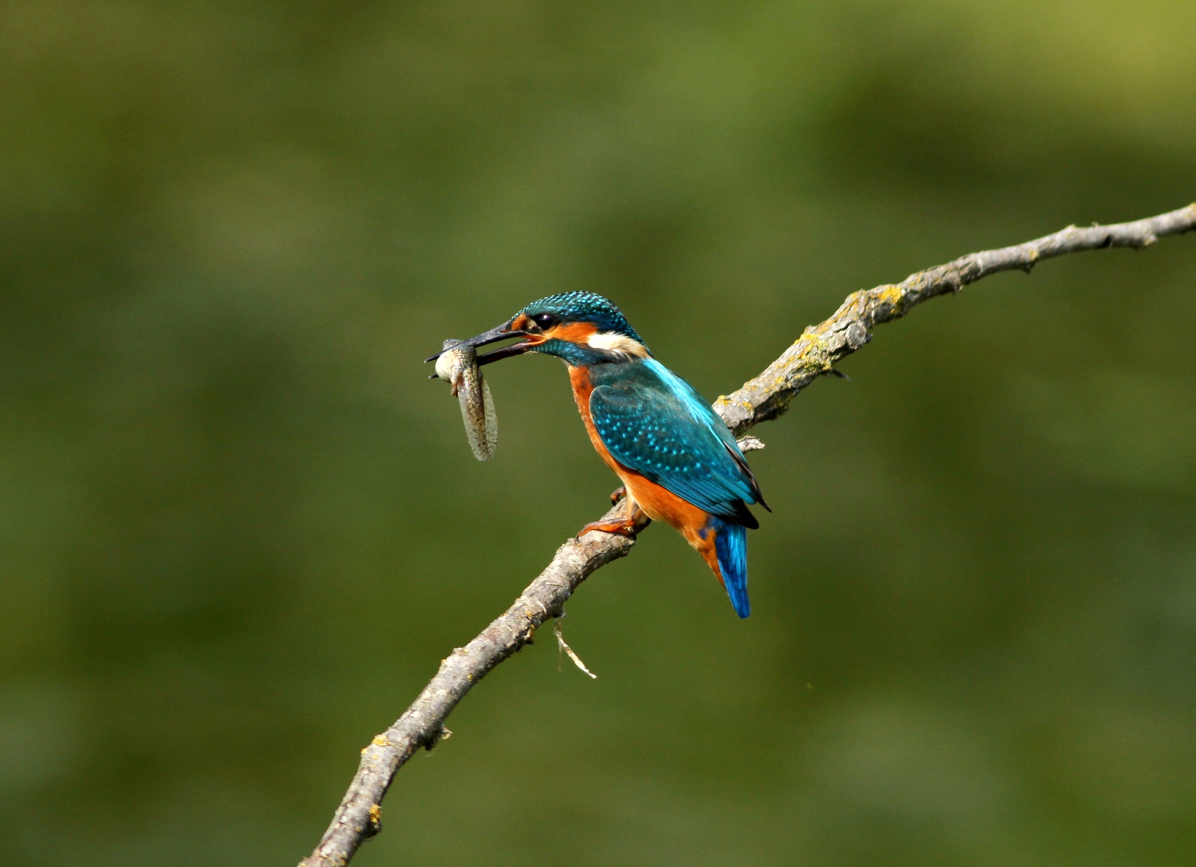 Kingfisher