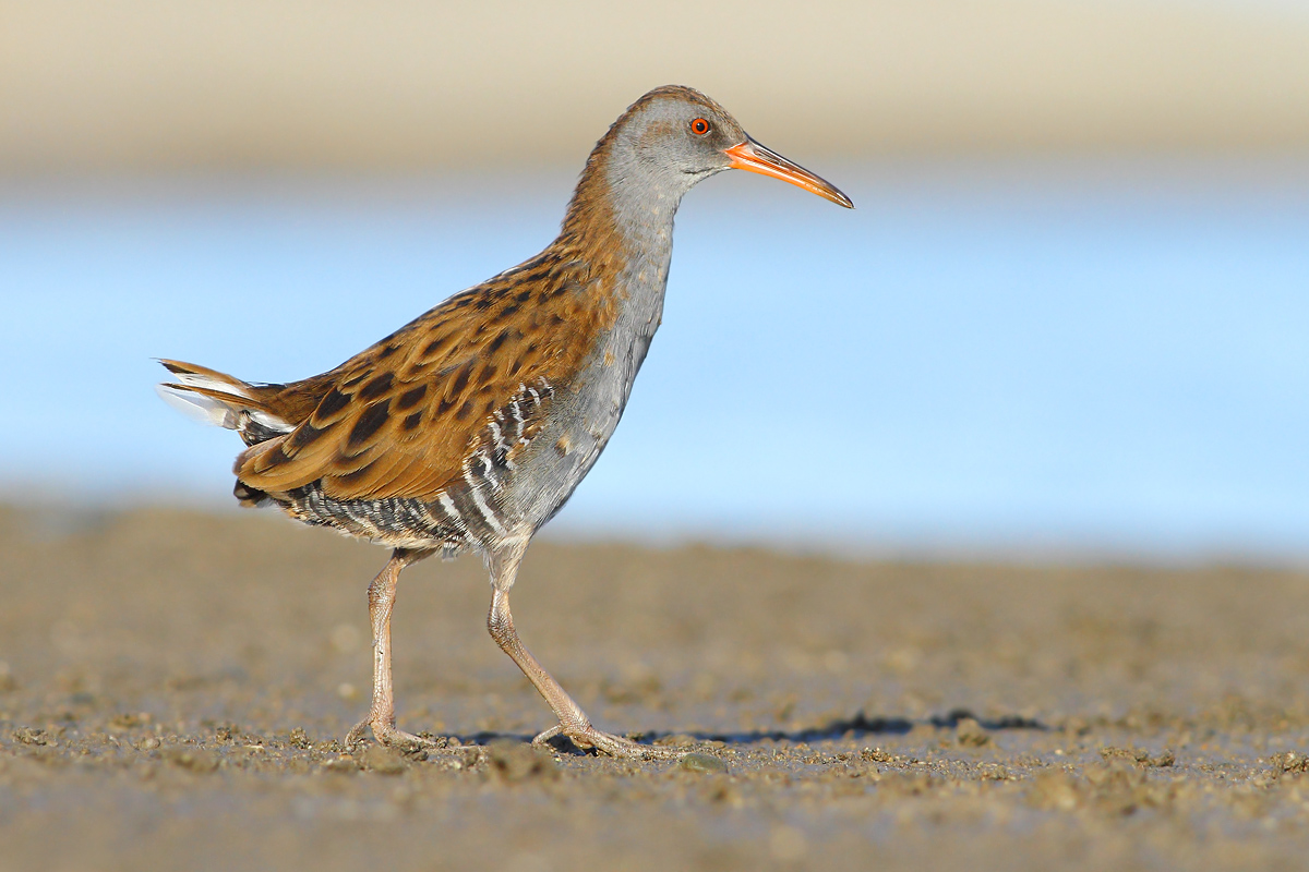 Water Rail
