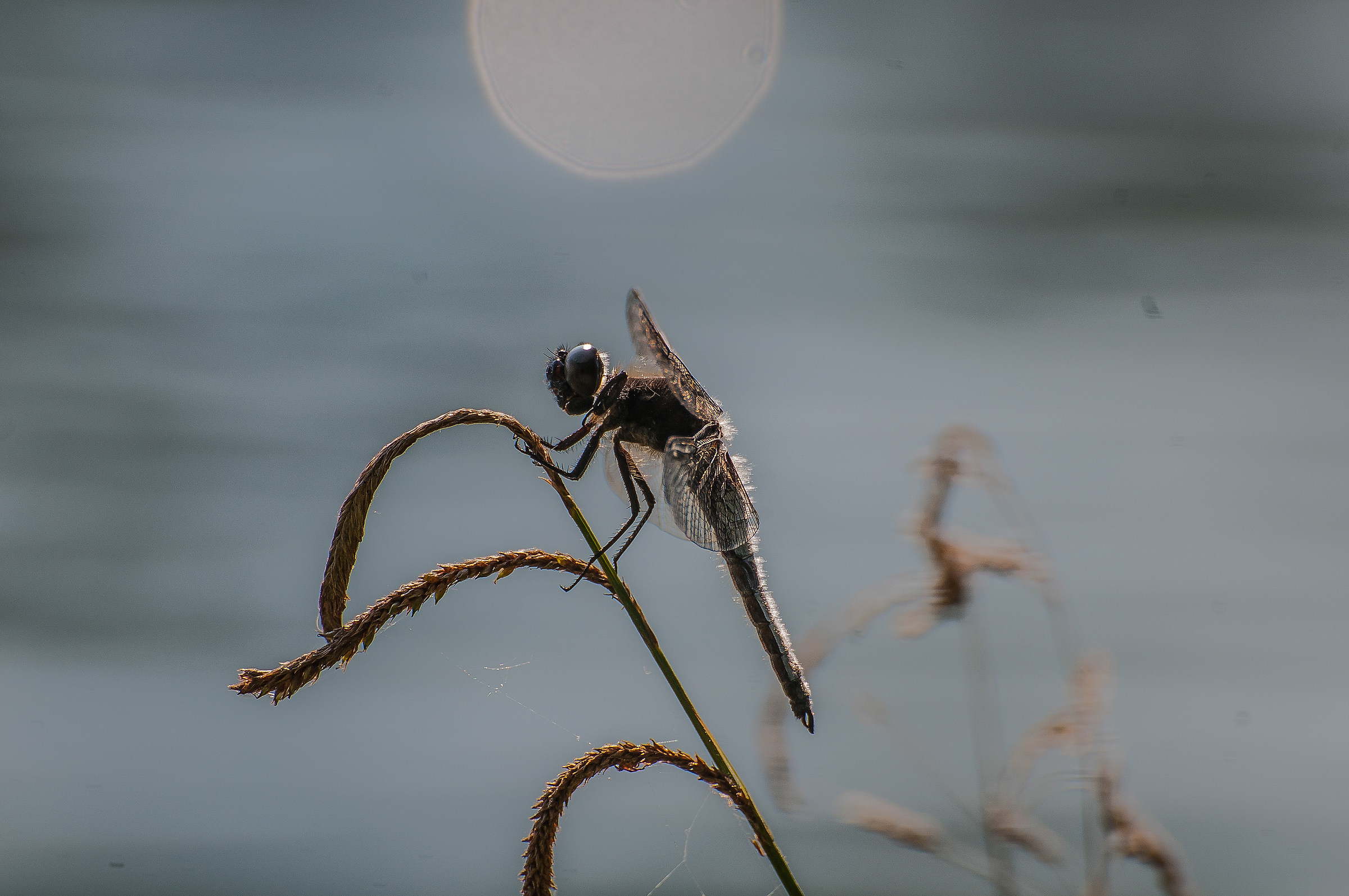 libellula sotto la luna
