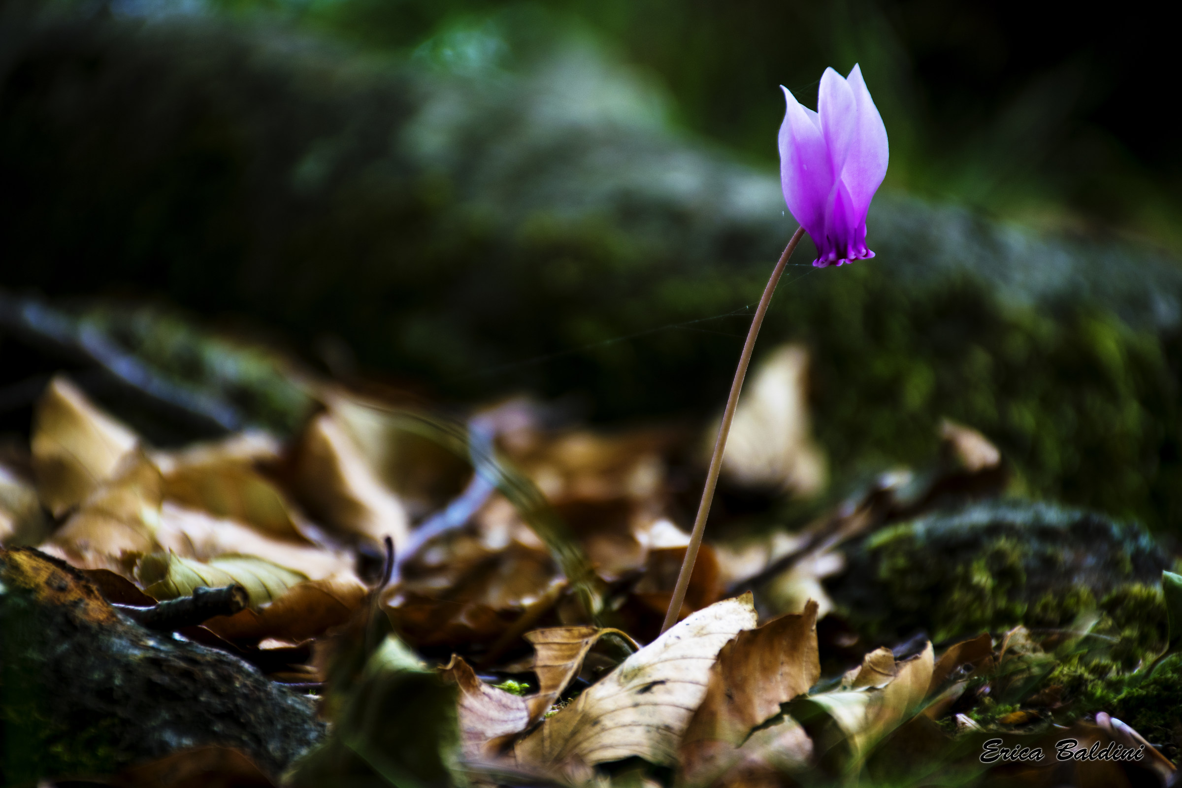Cyclamen