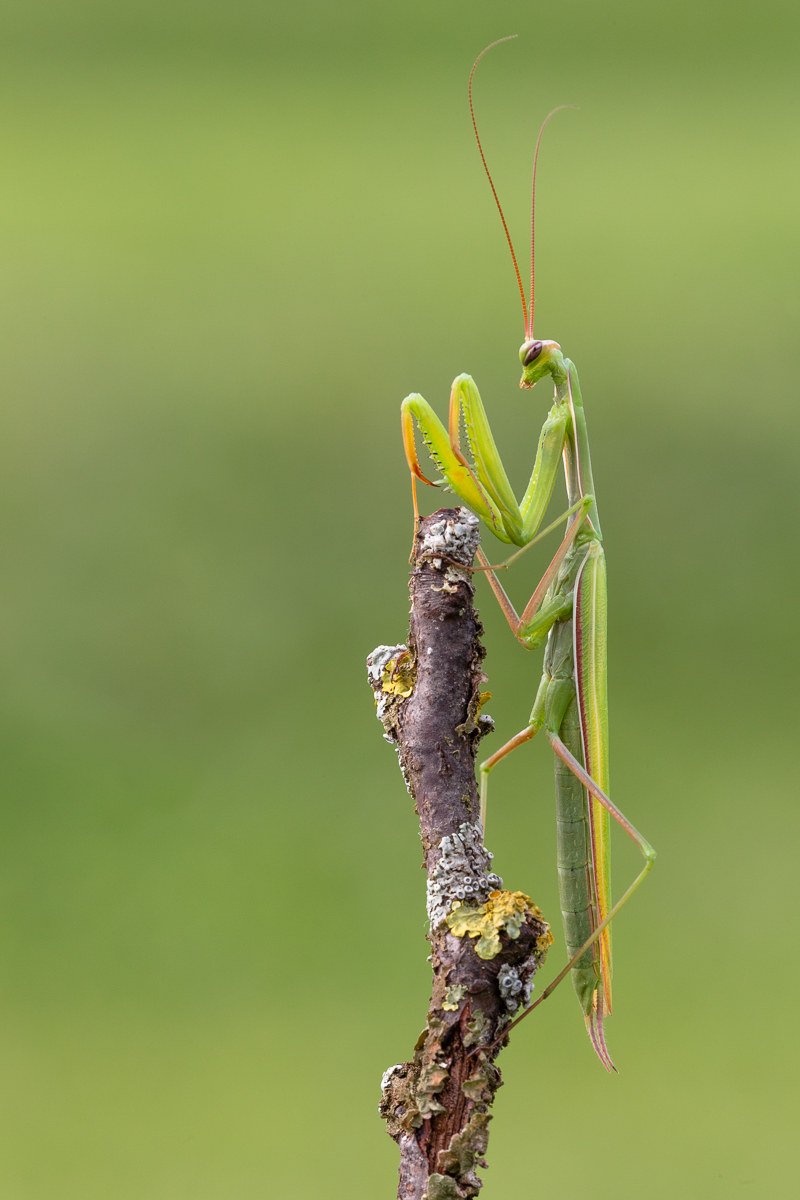 Mantide religiosa.....di vedetta...