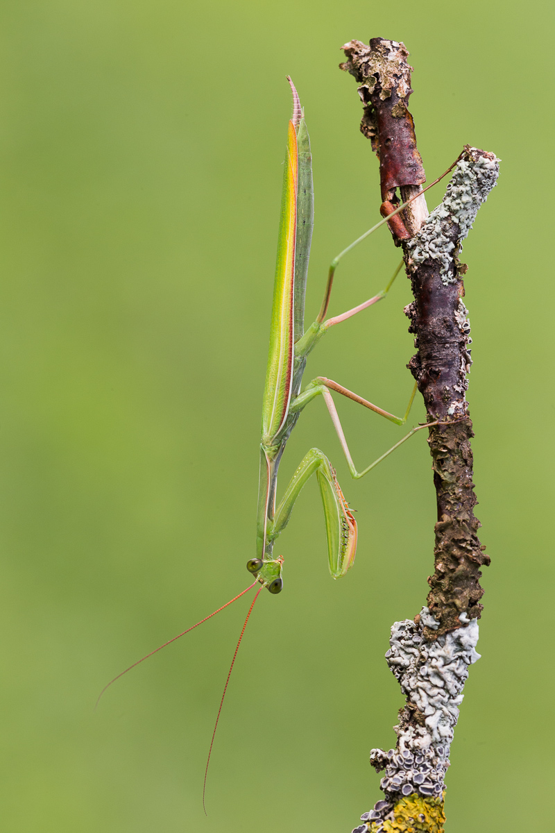 Mantide religiosa.....