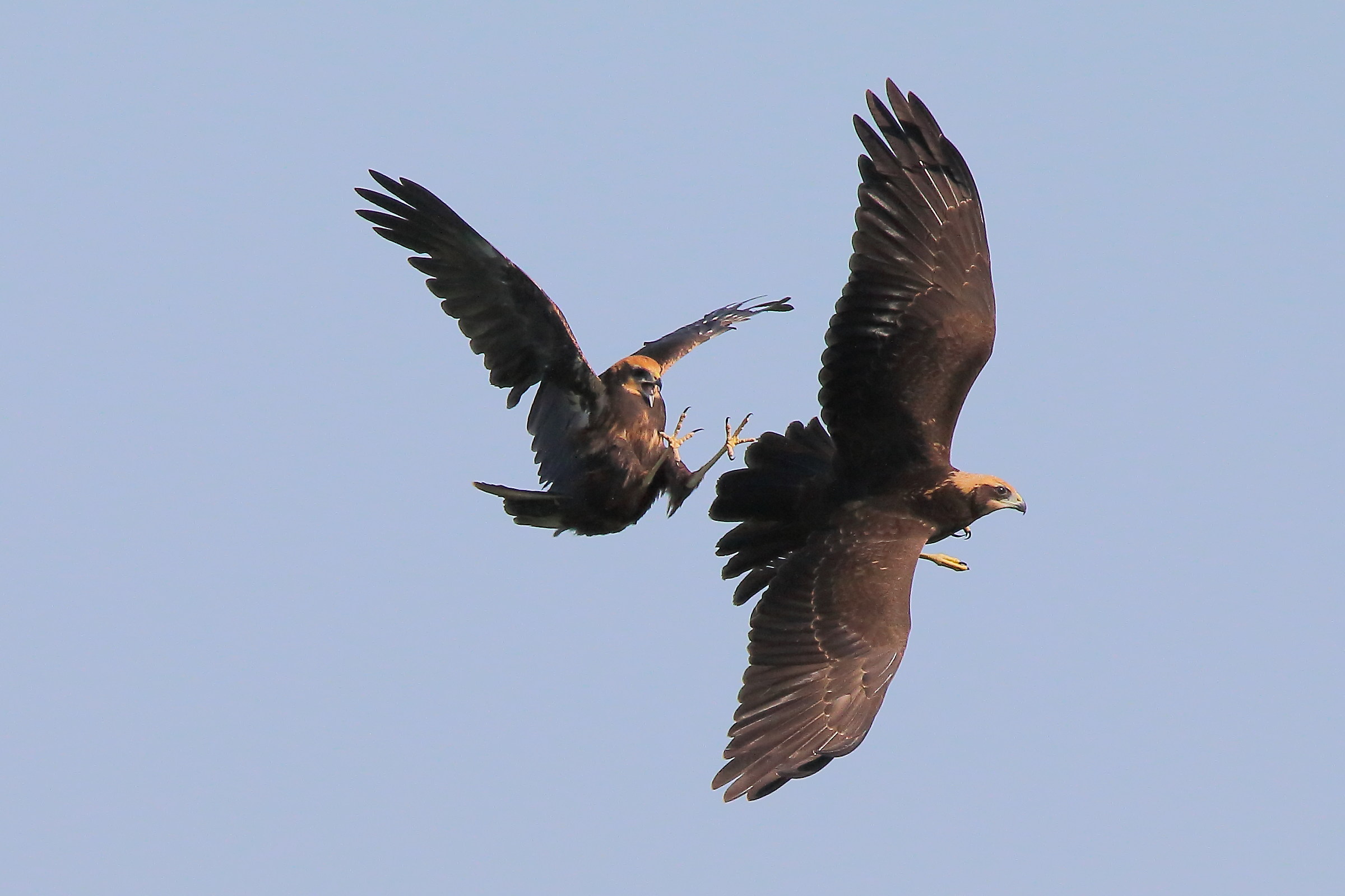 Swamp Fales or Games