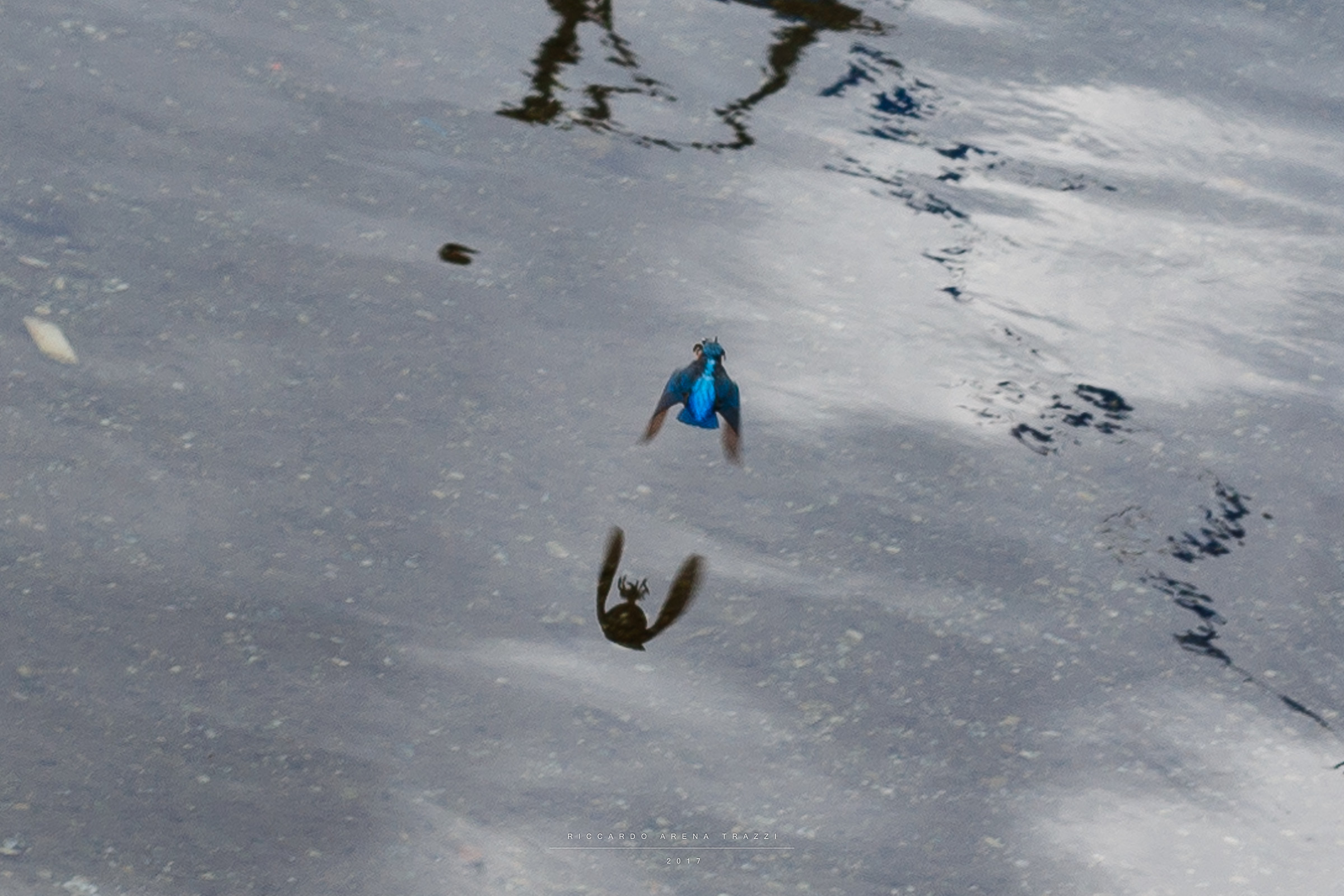 Martin Pescatore con preda