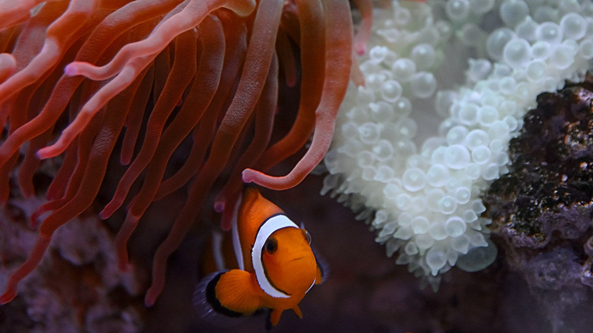 Nemo-Palma acquario