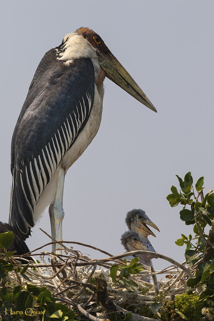 Grande e piccolo (Leptoptilos crumenifer)