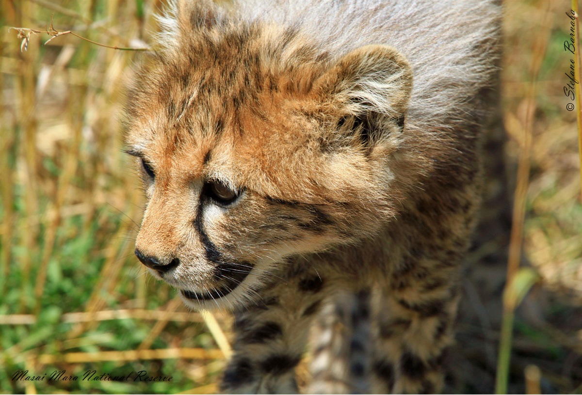 incontro ravvicinato con cucciolo di ghepardo