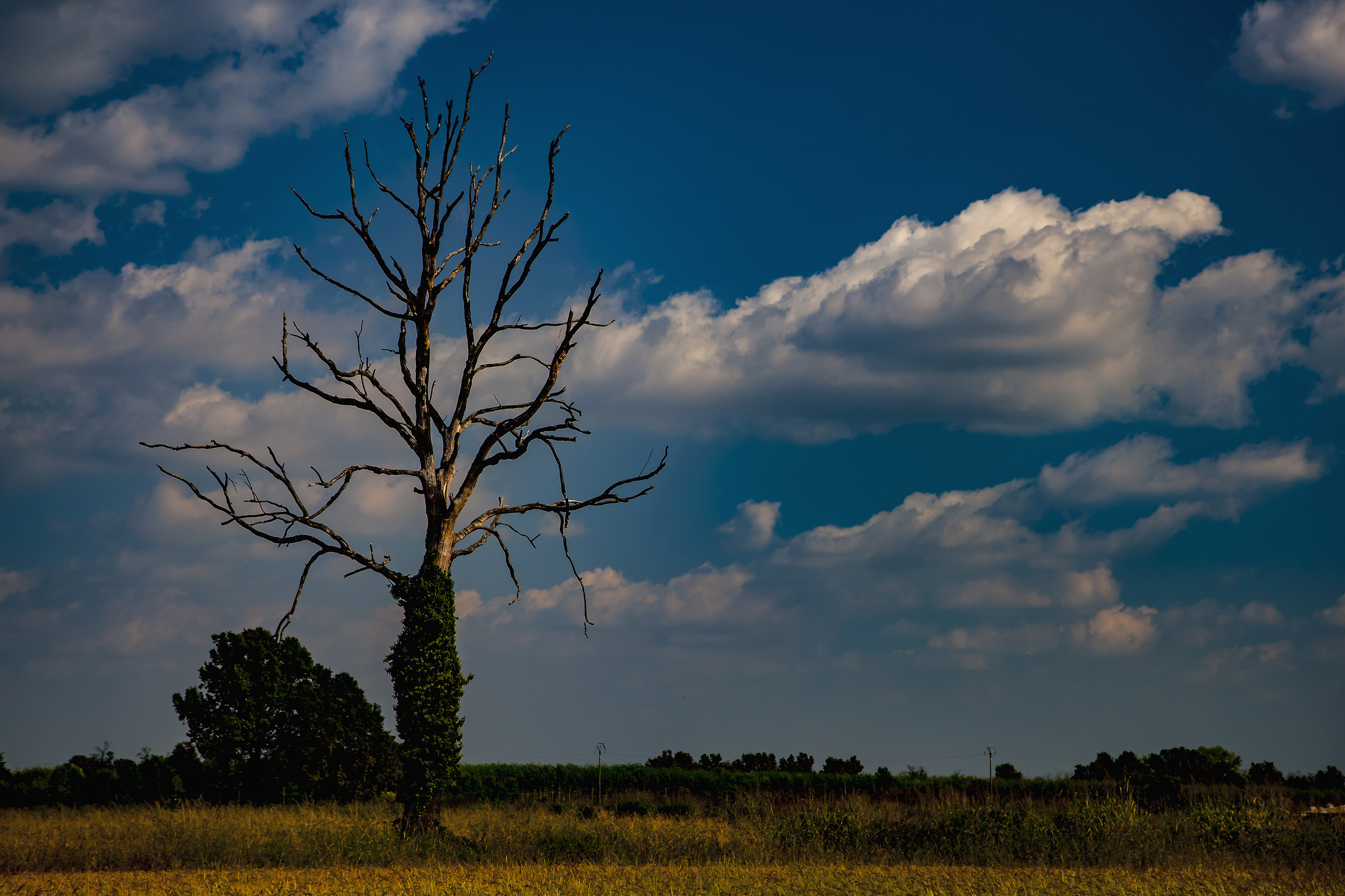 Where to fall dies (The other)