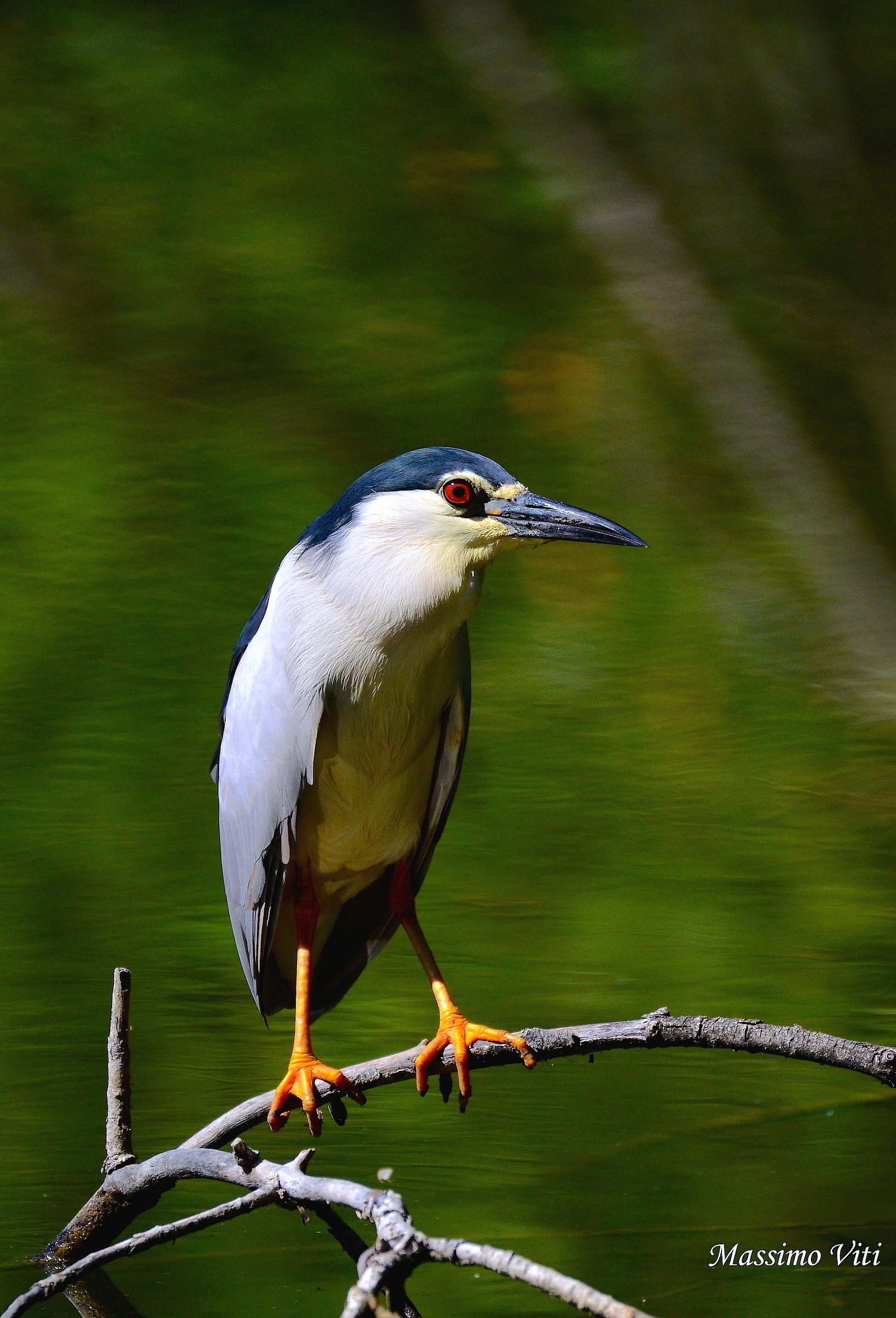 Nitticora  ( Nycticorax nycticorax )
