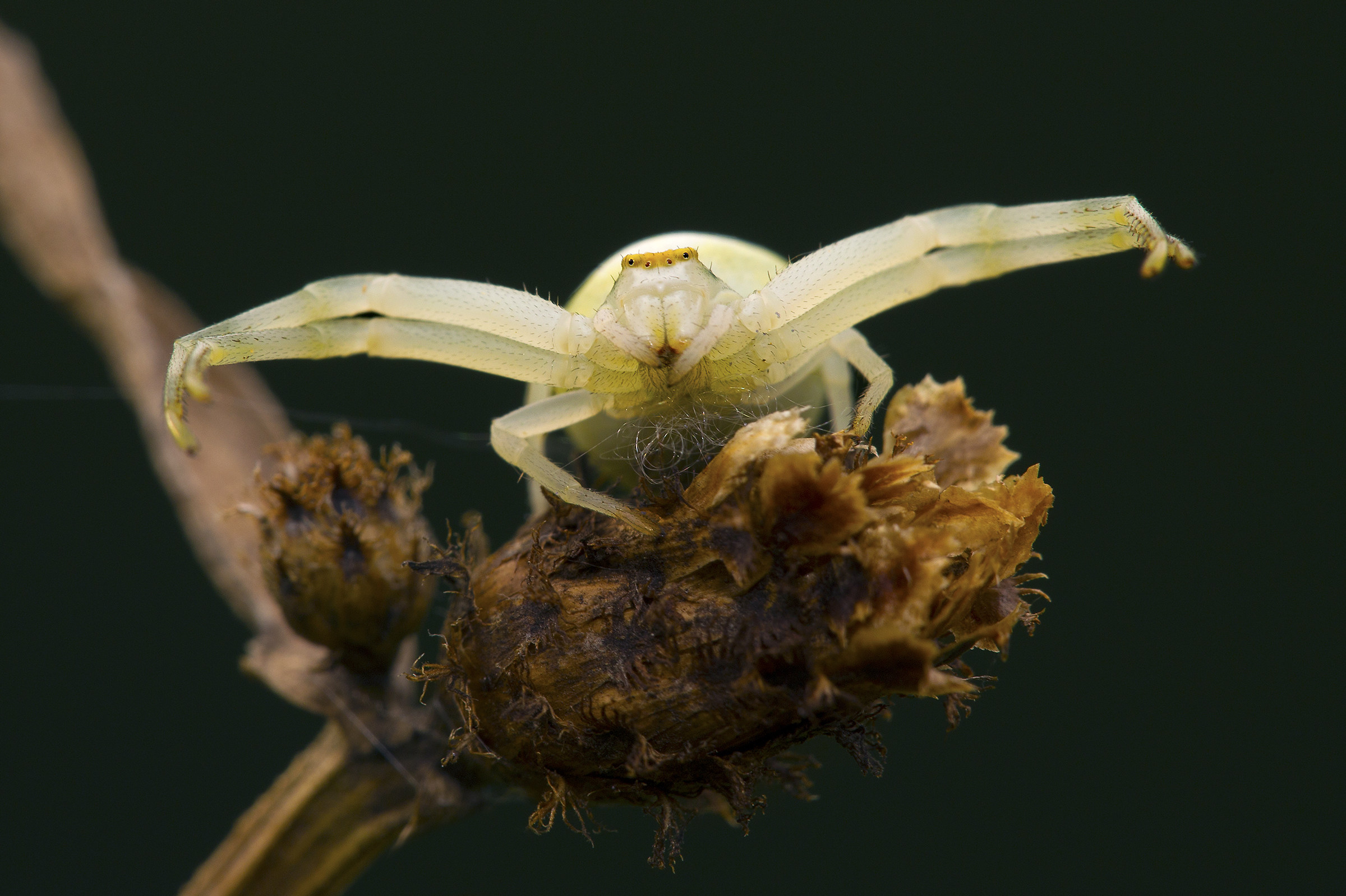 Misumena vatia