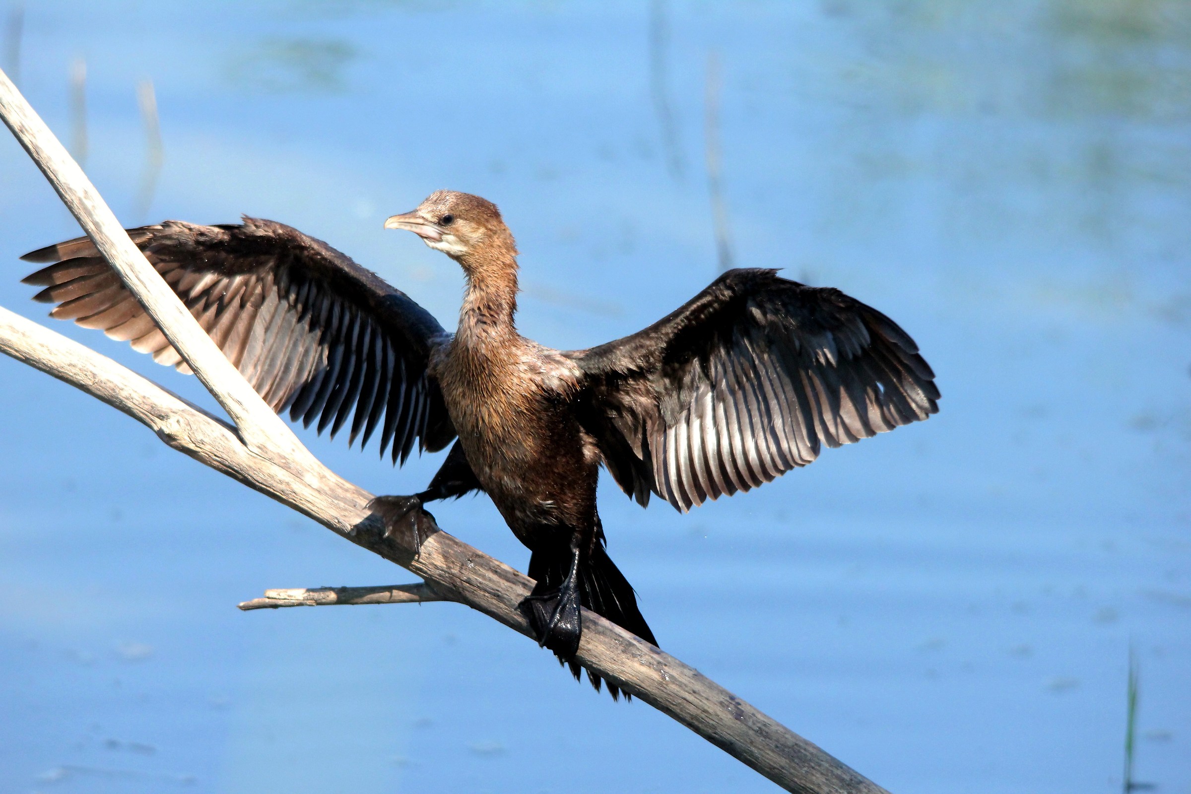 Marangone from Ciuffo