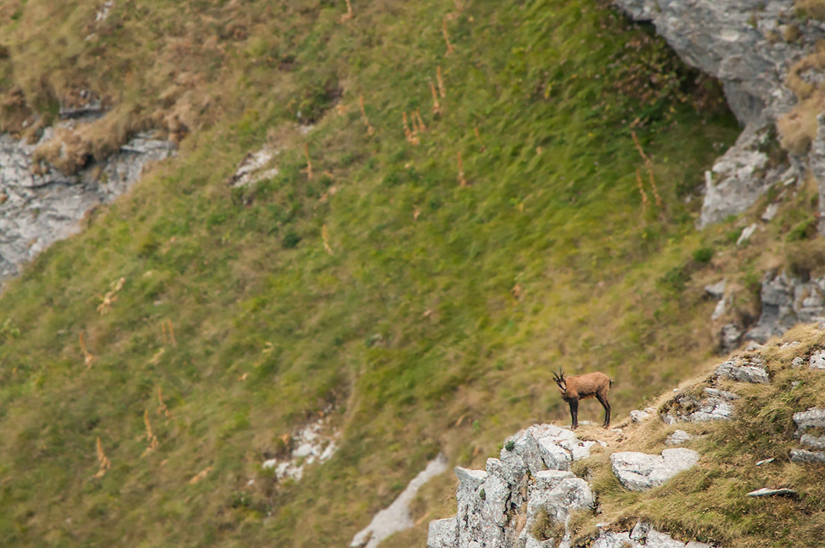 Apennine chamois in his kingdom