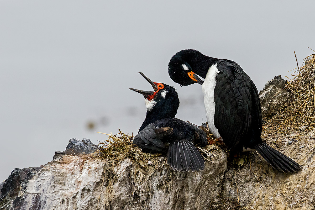 cormorant of Magellan