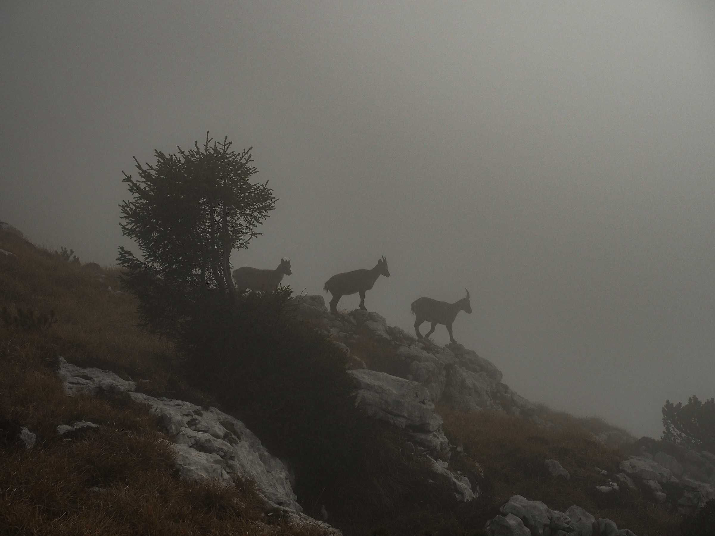 Incontri nella nebbia