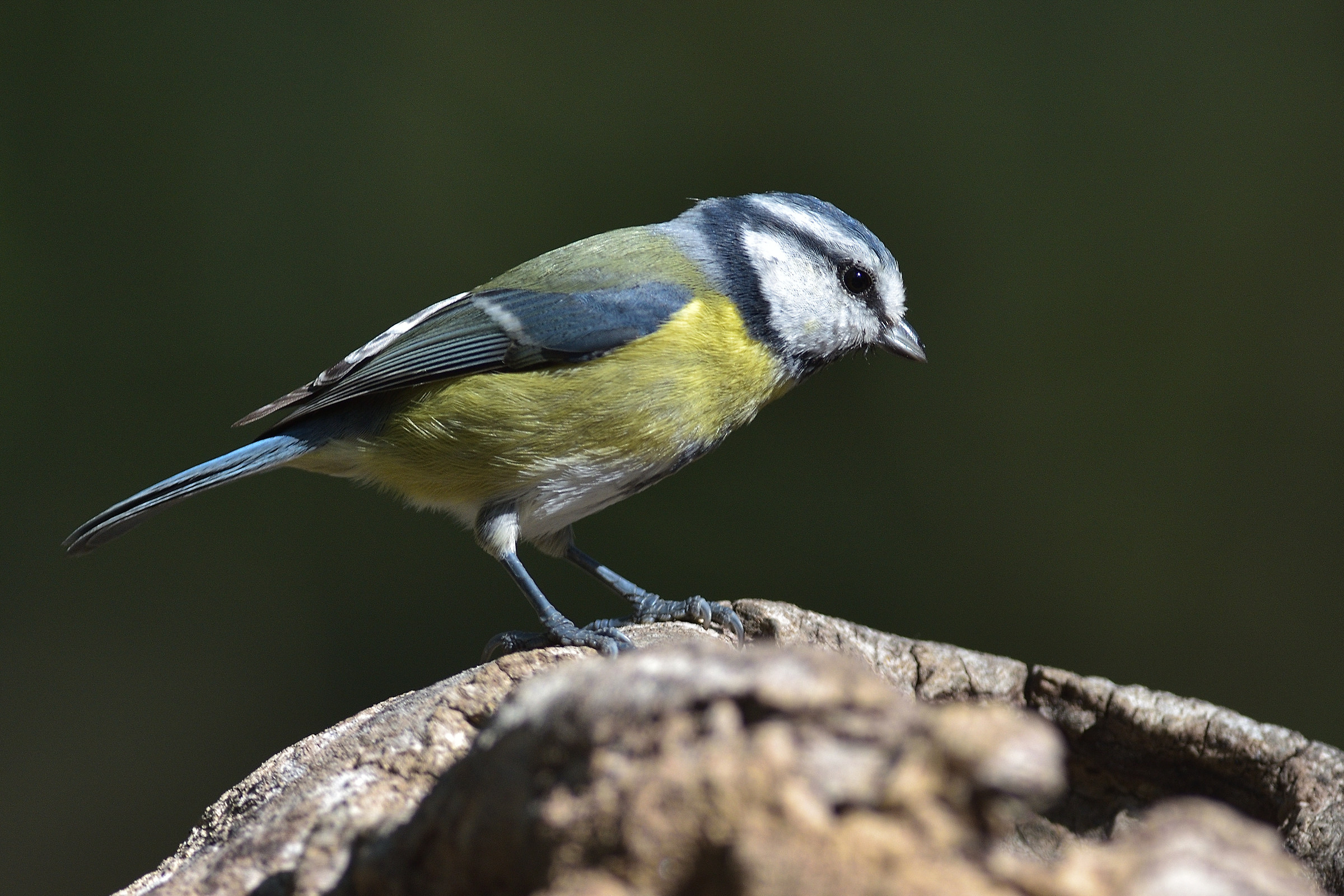 Cinciarella (Cyanistes caeruleus)
