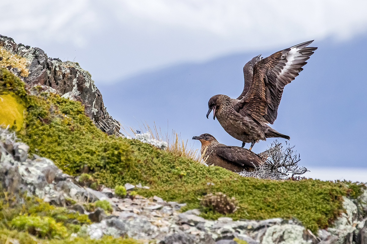 Stercorario of Chile