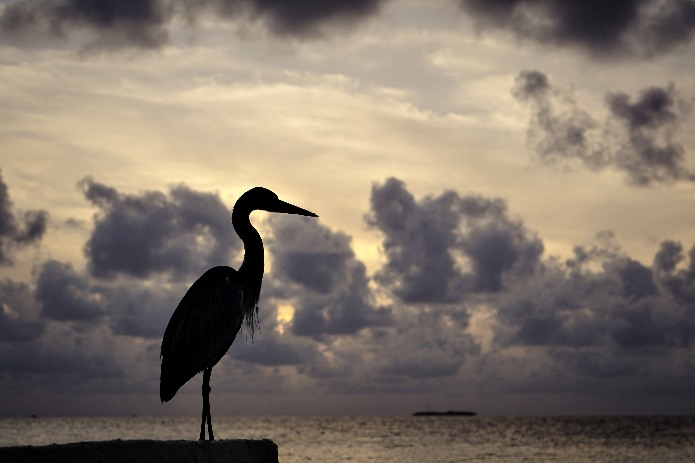 Airone Maldive Sunset