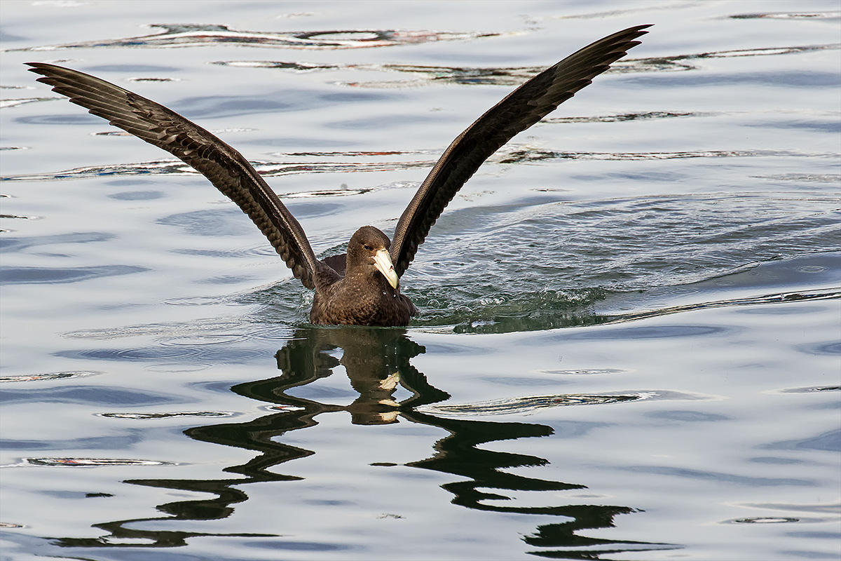 Giant Petrel
