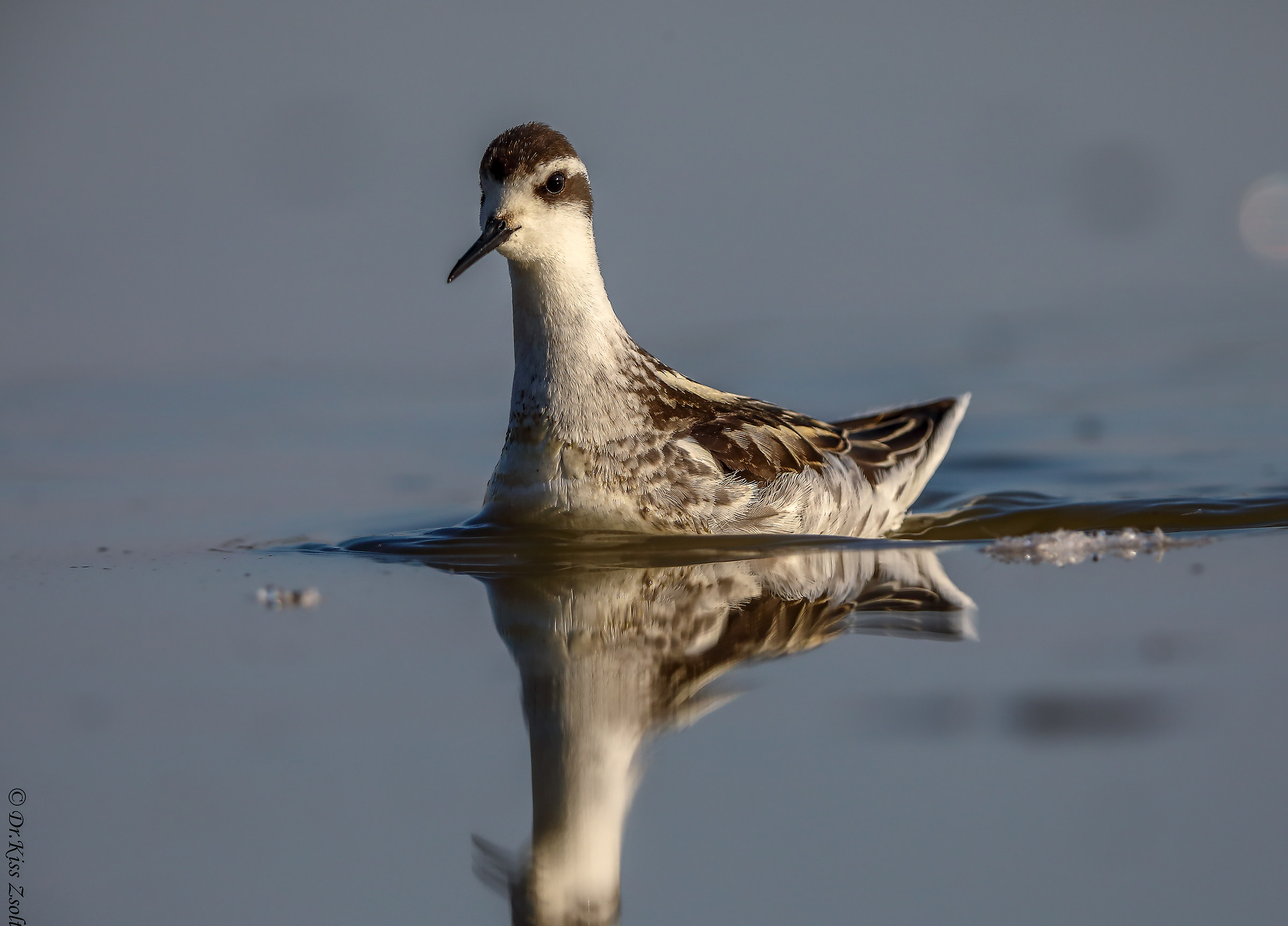 Phalarope a collo rosso