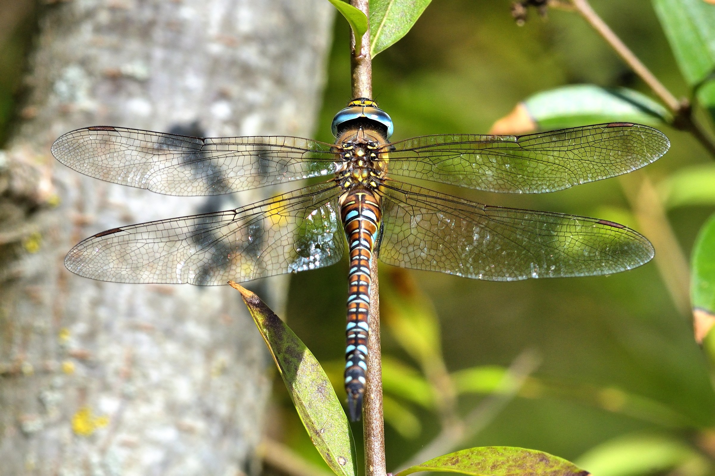 Dragone verdeazzurro (Aeshna cyanea)