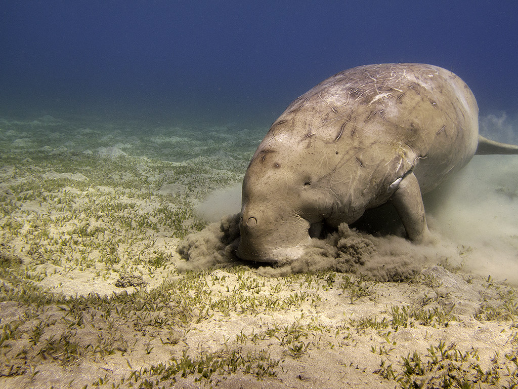 Dugong