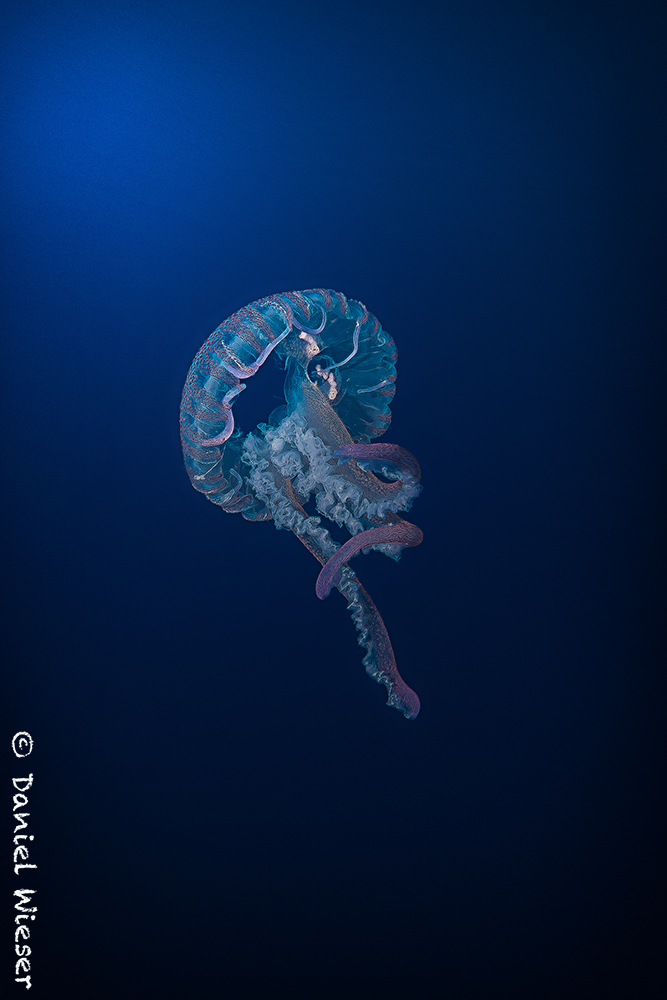 Jellyfish