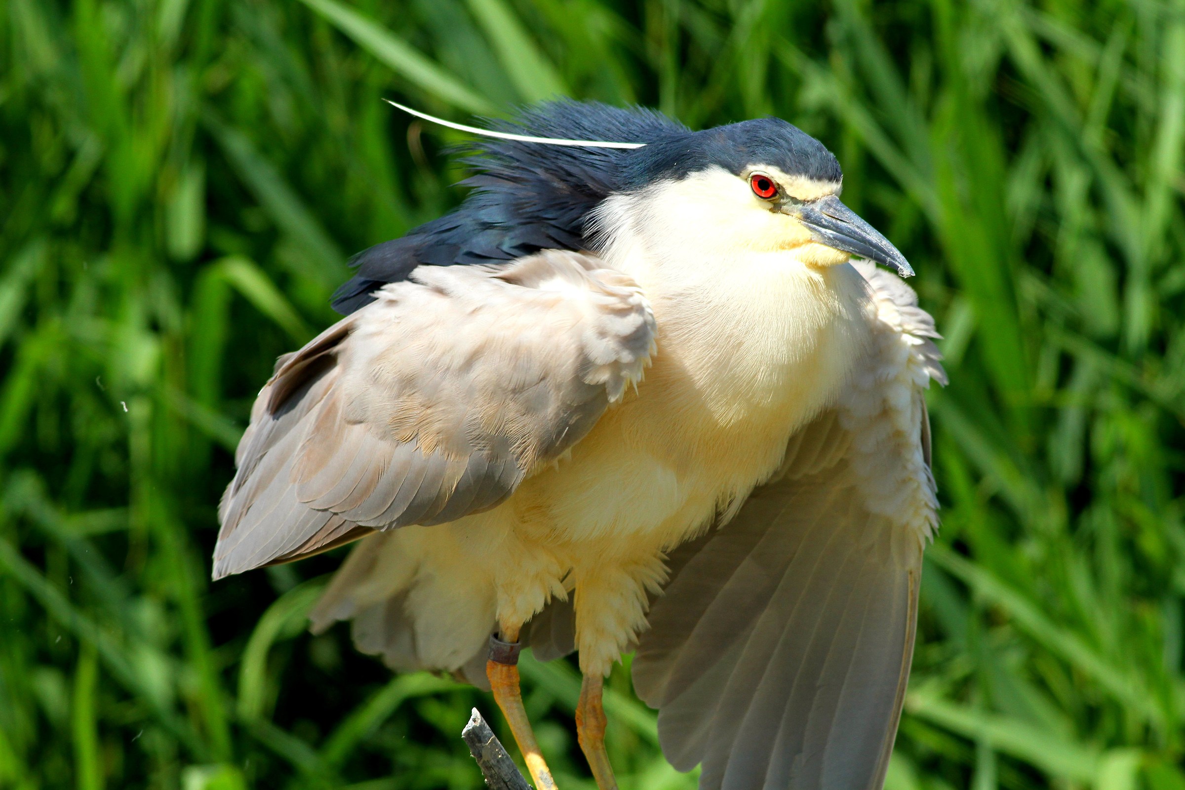 Night Heron