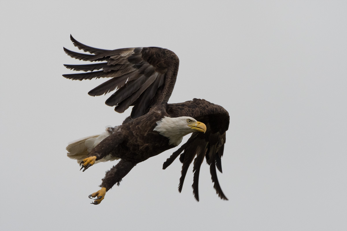 Bald Eagle, Wisconsin