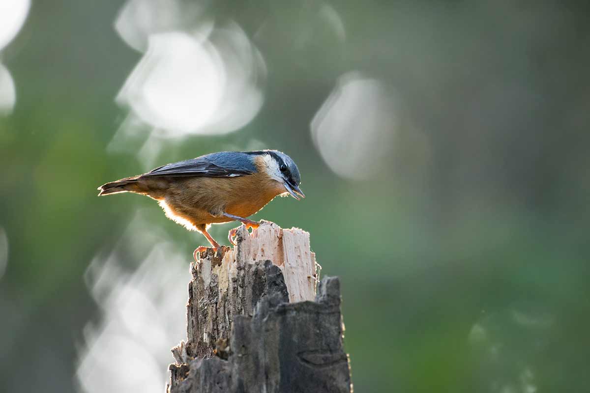 Woodpecker Bricklayer