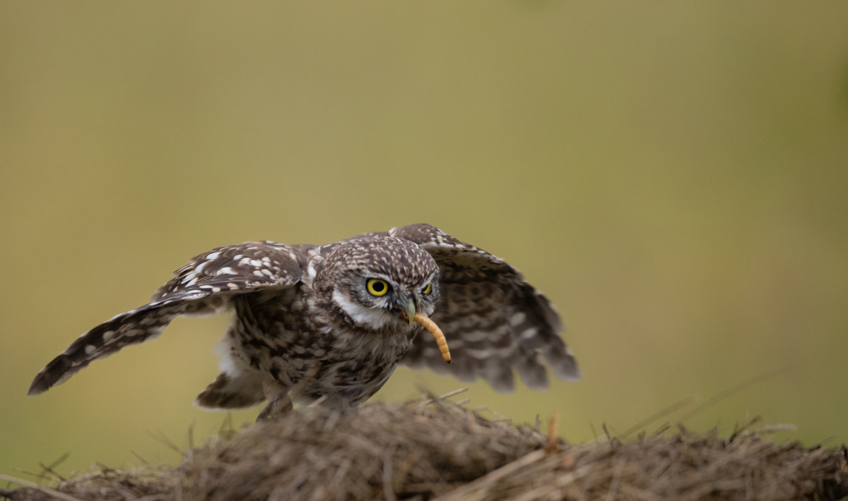The lunch of the owl