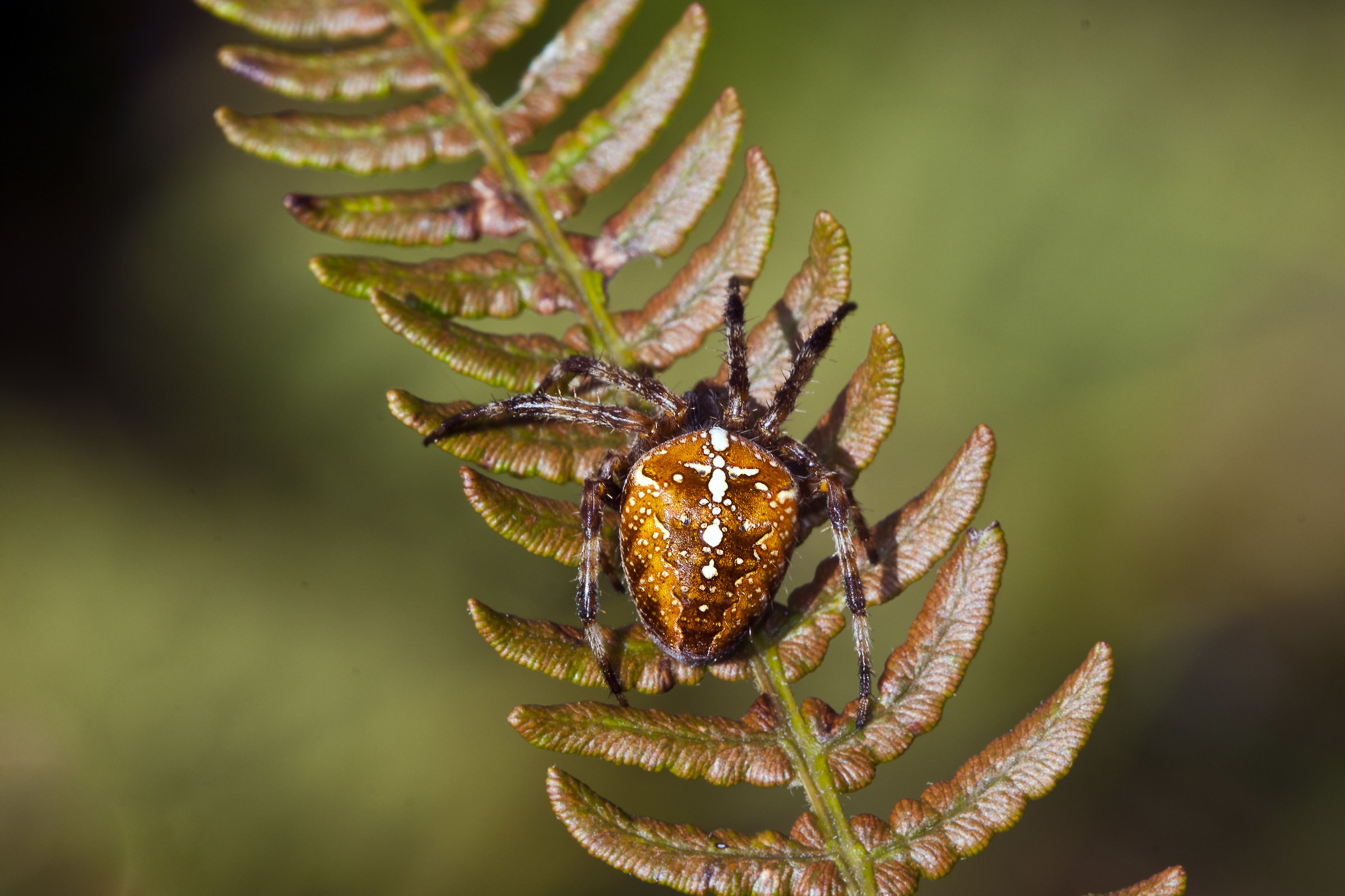 Araneus diadematus