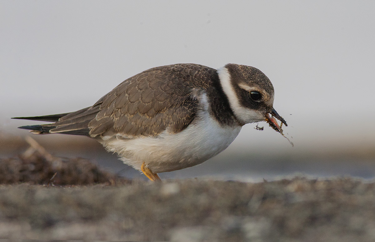 Corriere grosso con preda