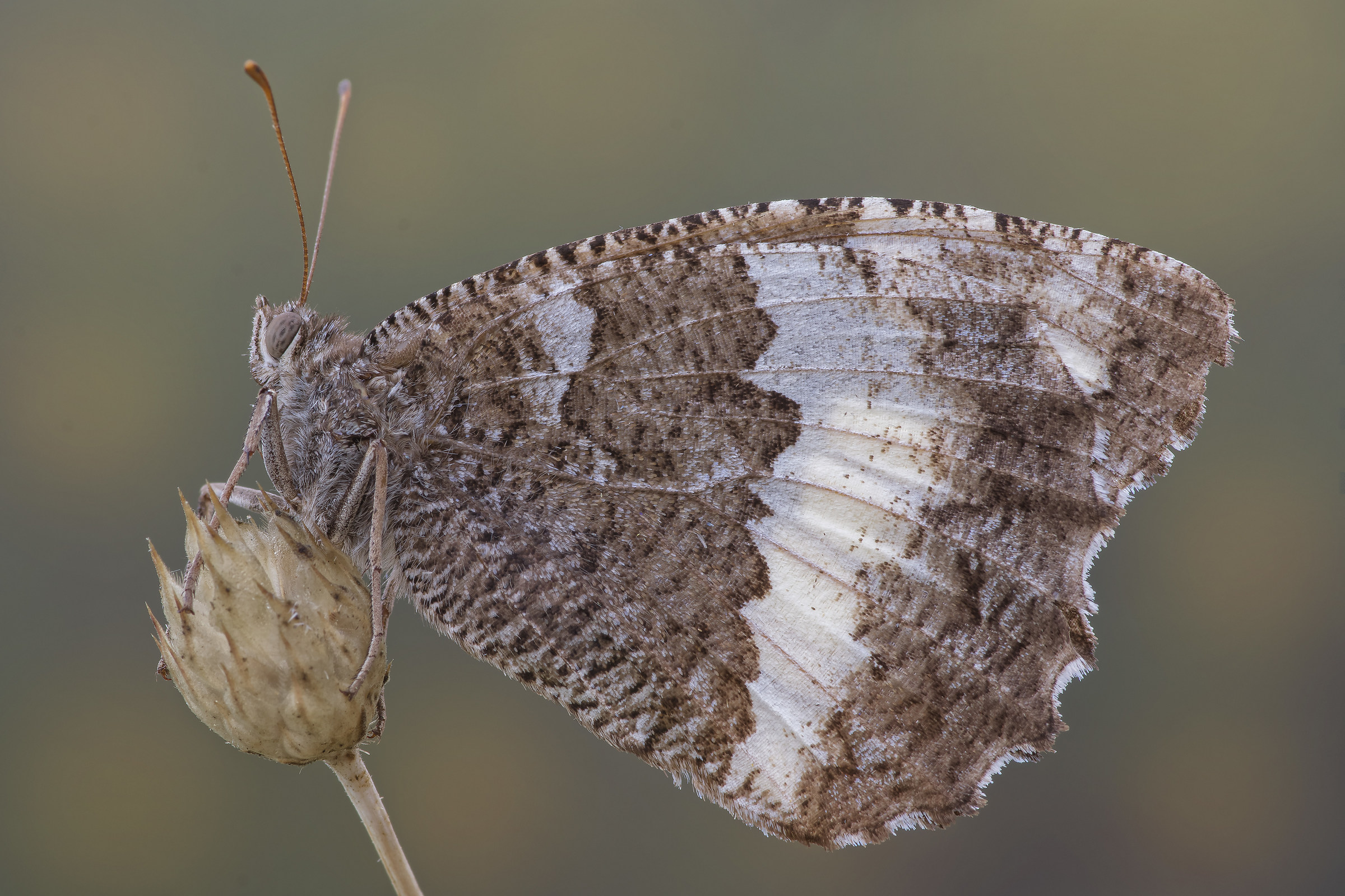 Brittany circus - pixelshift