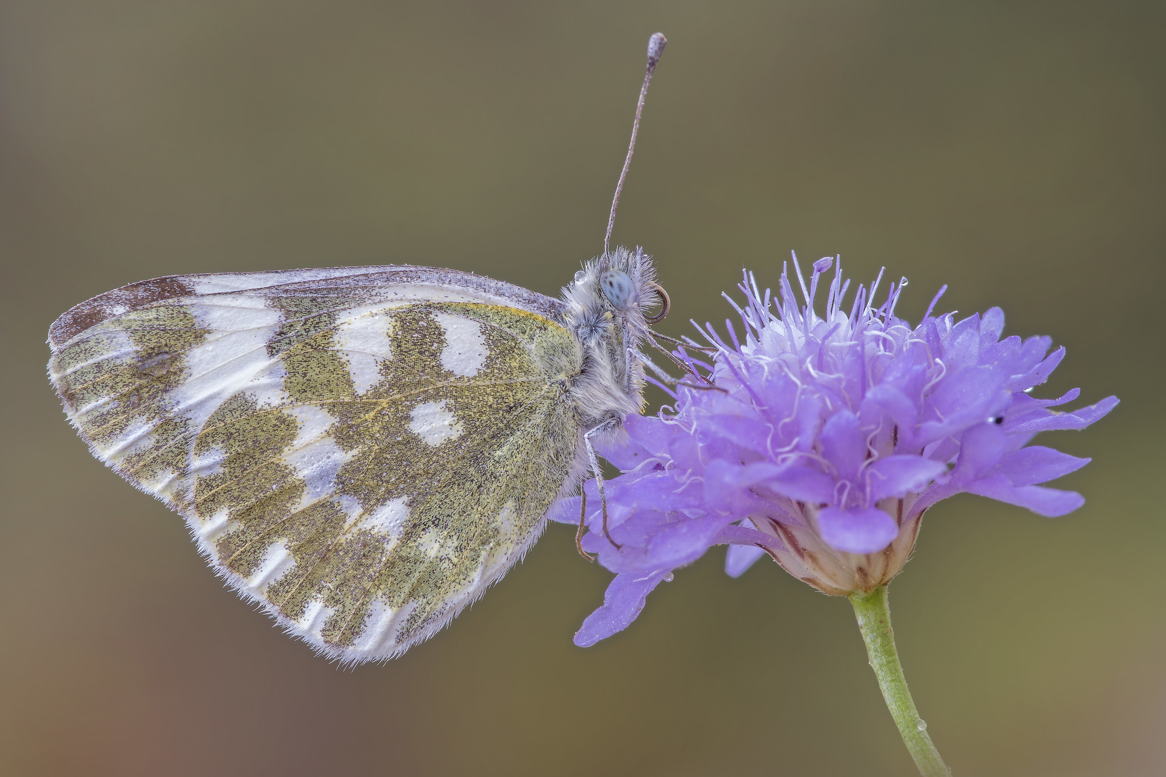 Pontus edus - pixelshift