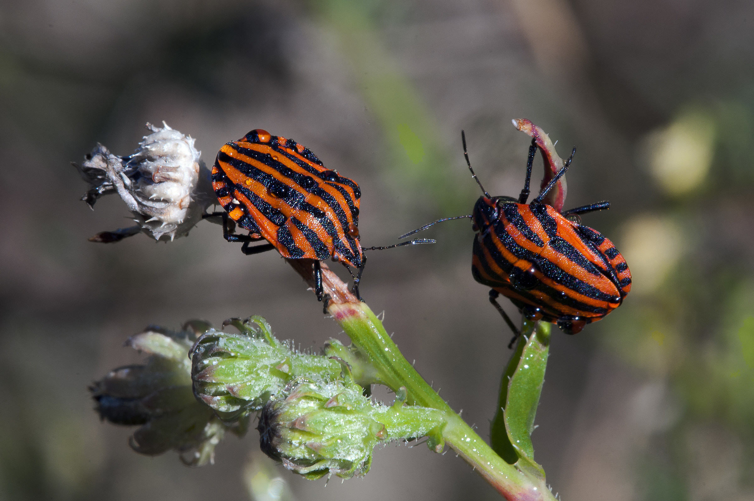 Graphosoma lineatum