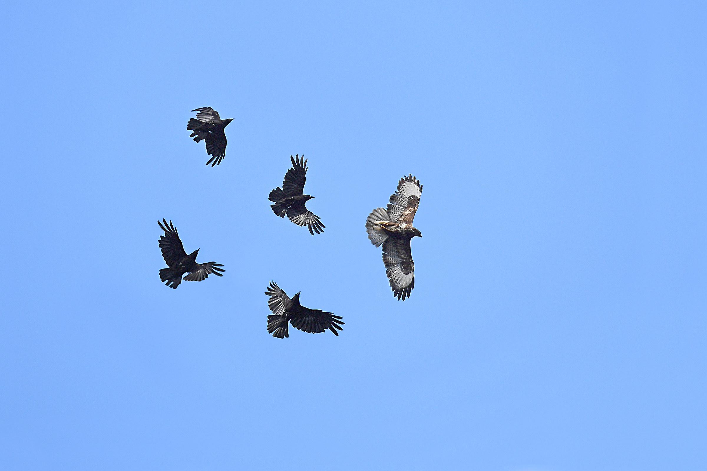 Quattro contro uno...