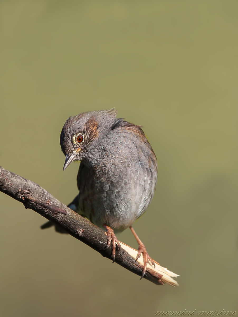 Dunnock (Prunella modularis)