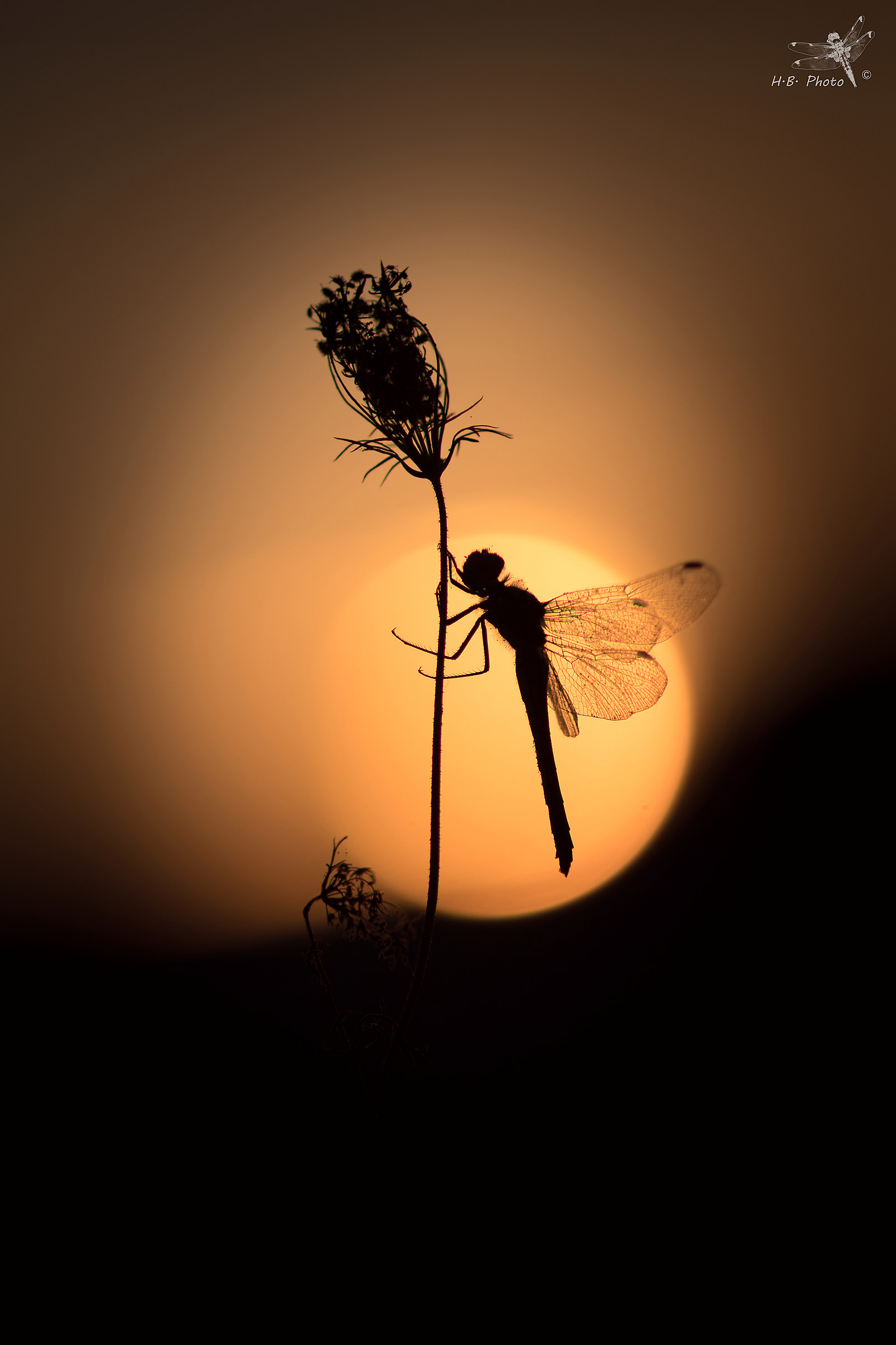 Sympetrum striolatum, female