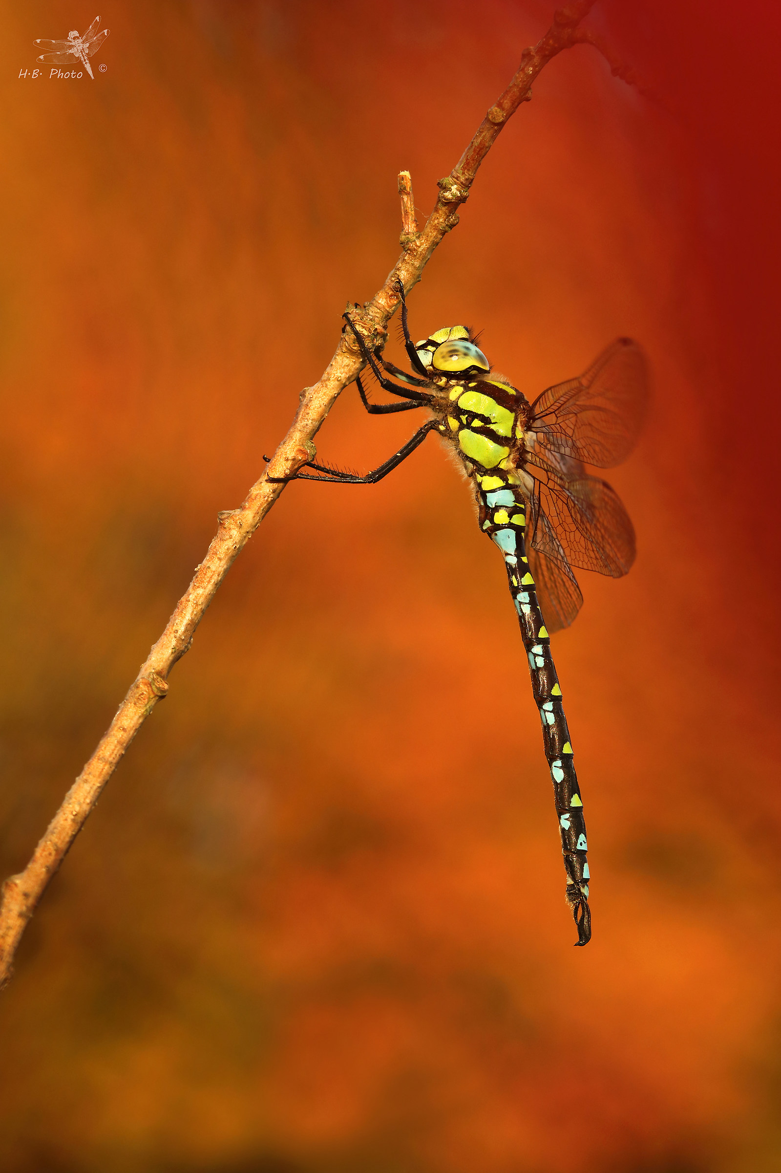 Aumnal. Aeshna cyanea, maschio